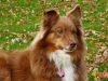 Princess2435 - Dogzer dog breeder 