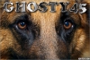 ghosty45 - Dogzer dog breeder 
