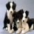 Shameda\'s Pups For Sale