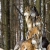 Yosemite Valley Wolf Packs