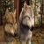 Wild Diamonds *Wolf/Dog/Cat/Horse RP*