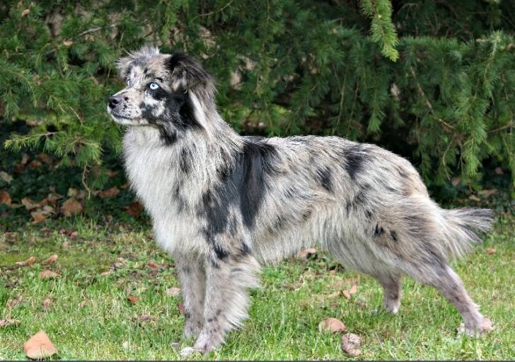 Kola: Smooth-faced Pyrenean Shepherd Dog
