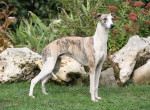 Whippet picture