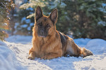 German Shepherd Dog picture