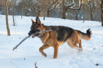 German Shepherd Dog picture