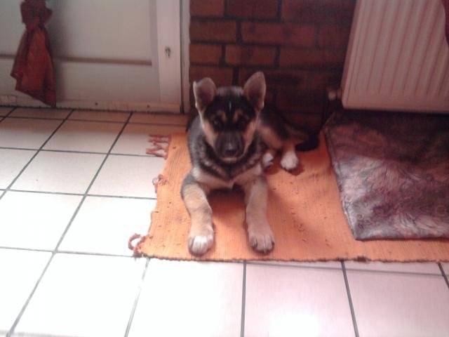 Berger Allemand Croisé Husky German Shepherd Dog Dog