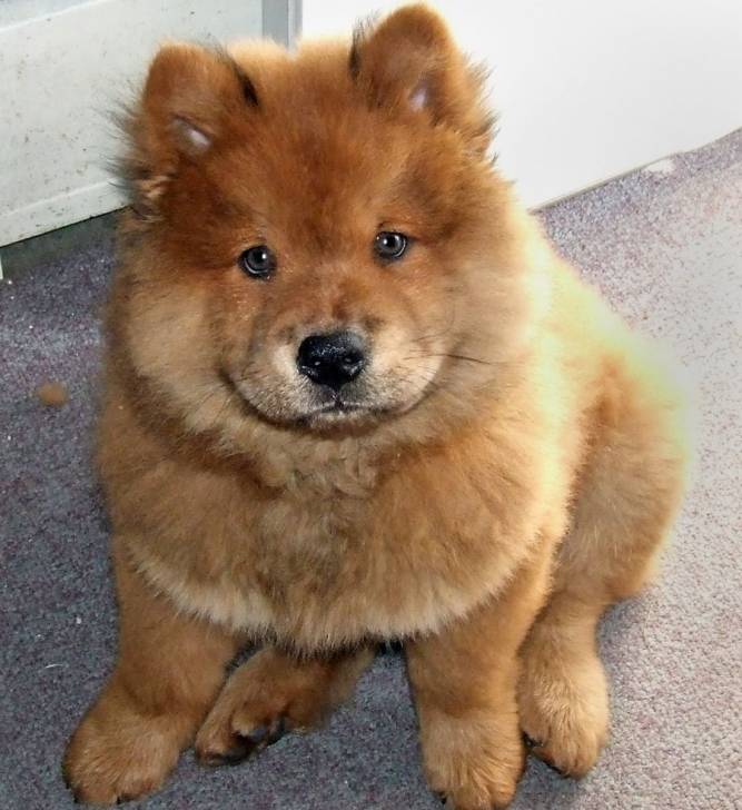 chow chow 6 months