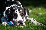 Un Dogue Allemand allongé dans l'herbe avec une peluche dans la gueule