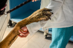 Un Dogue Allemand qui donne la patte au vétérinaire