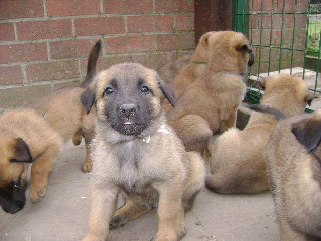 Portee Il Y A 6 Mois Belgian Malinois Dog