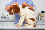 Un jeune Épagneul Breton en train de se faire vacciner chez le vétérinaire