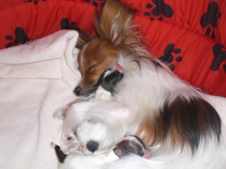 Ginger And Baby Papillon Dog