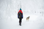 Un Husky Sibérien qui fait du cani cross