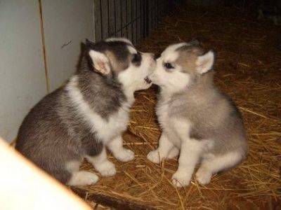 Tintin Et Milou Siberian Husky Dog