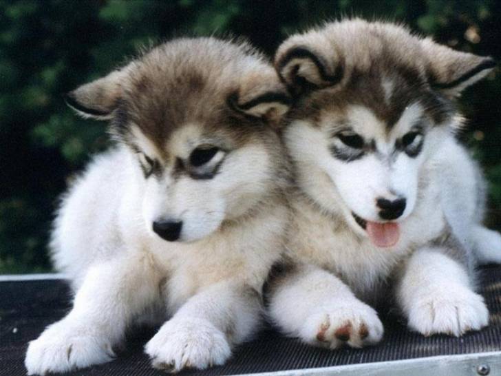 Mes Bebe Huscky Siberian Husky Dog
