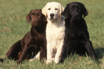 Trois Labradors marron, blanc et noir