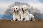 Deux Labradors blancs assis côte à côte en extérieur