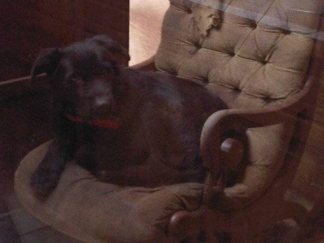 Prince - Male Labrador Retriever (11 years)
