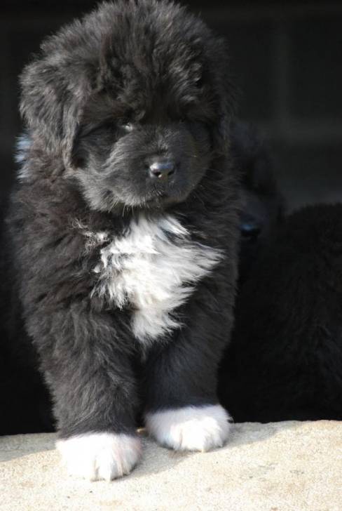 Mon Futur Bebe Newfoundland Dog