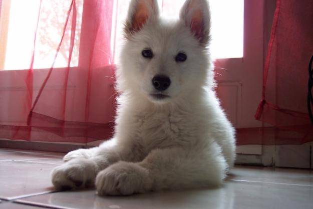 Mon Chien Rêvé Que Jappailerai Nanook White Shepherd Dog Dog