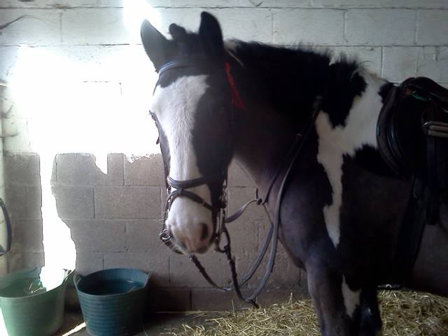 William - Male Horse (15 years)